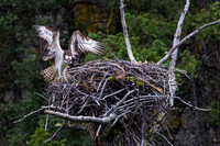 Osprey