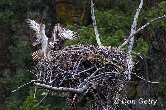 Osprey