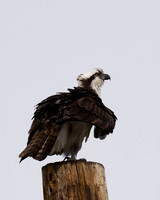 Osprey