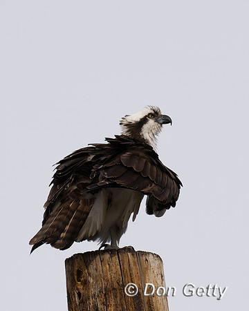 Osprey