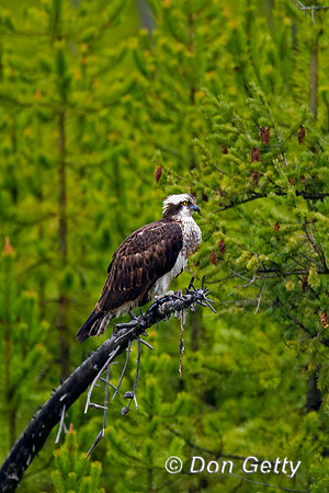 Osprey