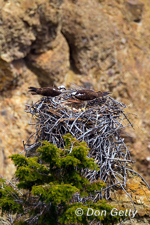 Osprey