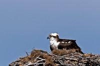 Osprey_DSC00871