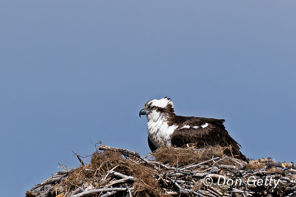 Osprey_DSC00871