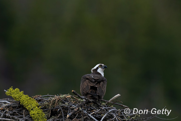 Osprey