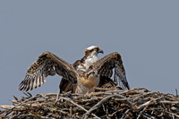 Osprey_DSC02569