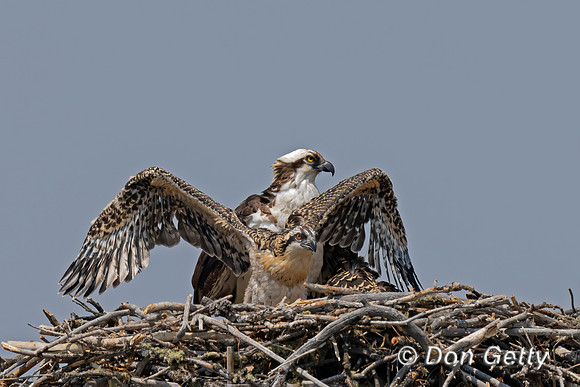 Osprey_DSC02569