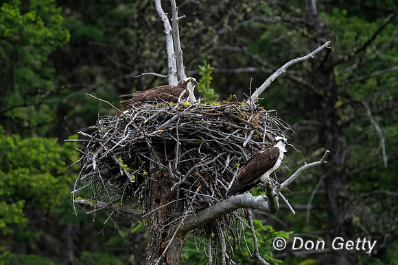 Osprey
