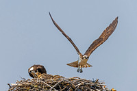 Osprey_DSC02586