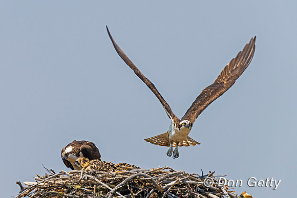 Osprey_DSC02586
