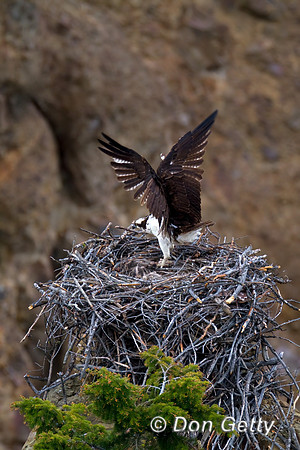 Osprey