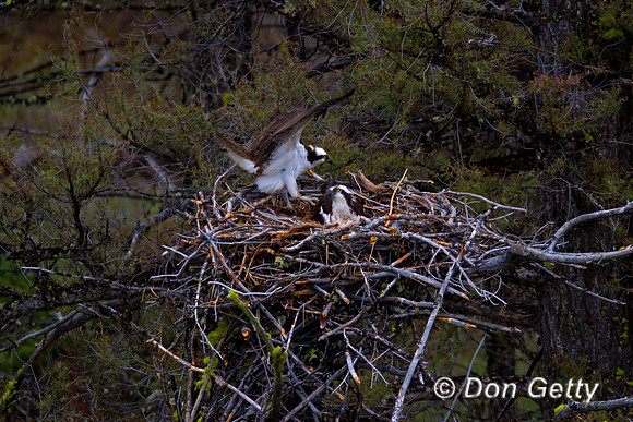 Osprey