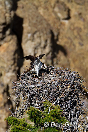 Osprey