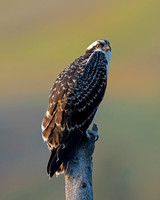 Osprey