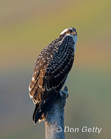 Osprey