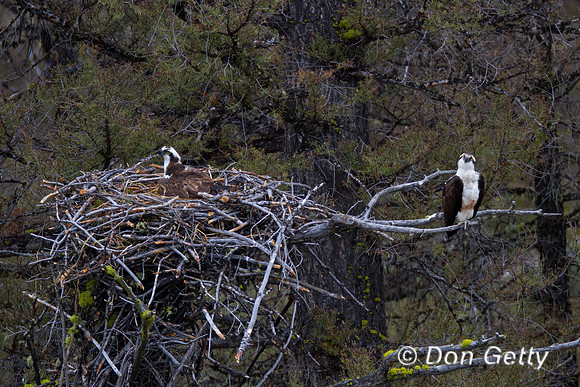 Osprey