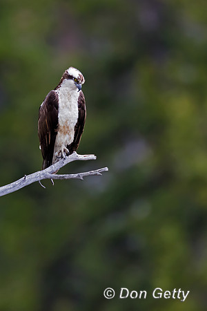 Osprey