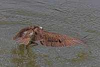Osprey