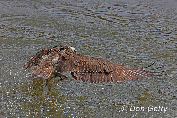 Osprey