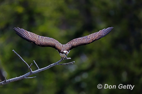 Osprey