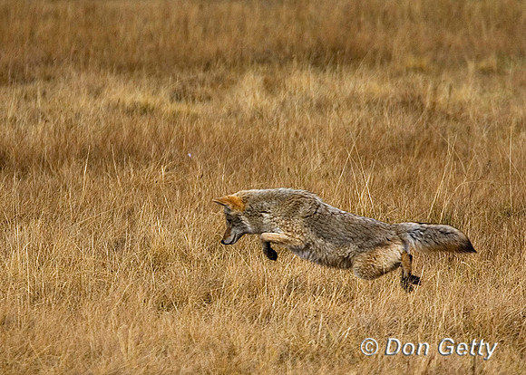 Coyote_R8D7930