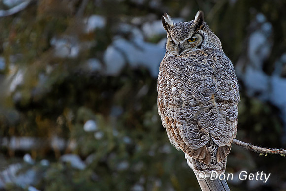 Great Horned Owl