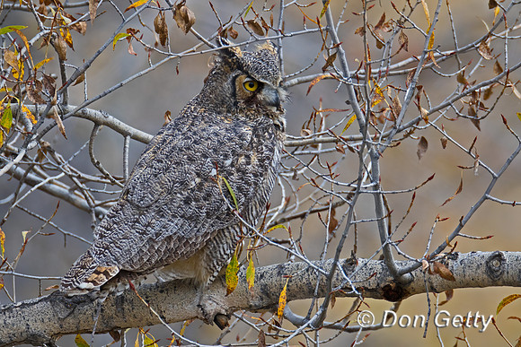 Great Horned Owl