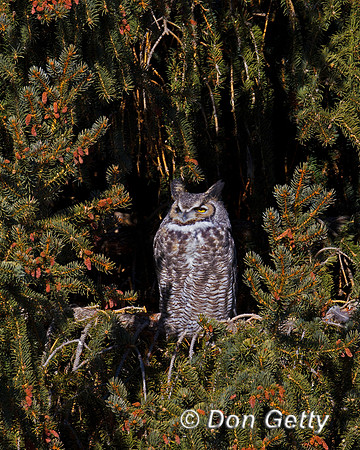 Great Horned Owl