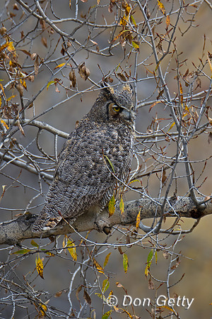 Great Horned Owl