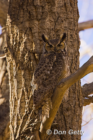 Great Horned Owl