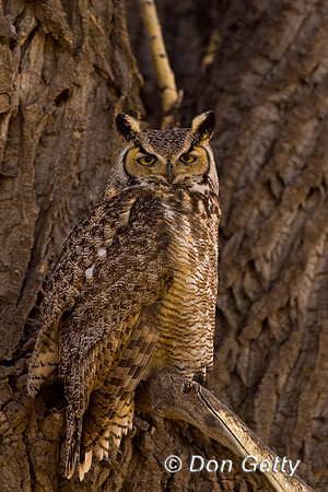 Great Horned Owl