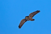 Northern Hawk Owl
