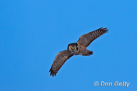 Northern Hawk Owl