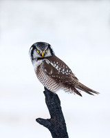Northern Hawk Owl