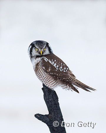 Northern Hawk Owl