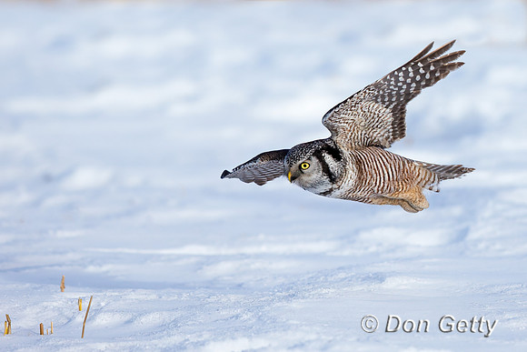 Northern Hawk Owl