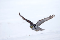 Northern Hawk Owl