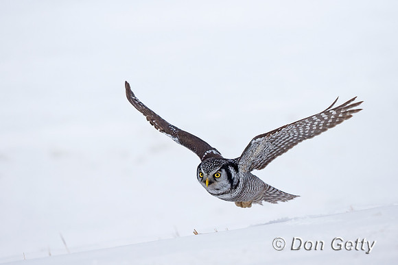 Northern Hawk Owl