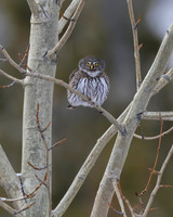 Northern Pygmy Owl
