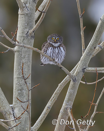 Northern Pygmy Owl