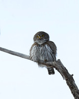 Northern Pygmy Owl