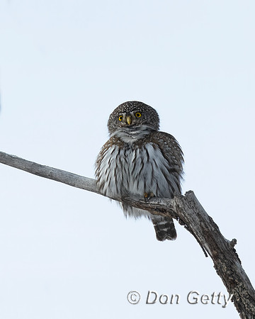 Northern Pygmy Owl
