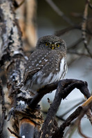 Northern Pygmy Owl