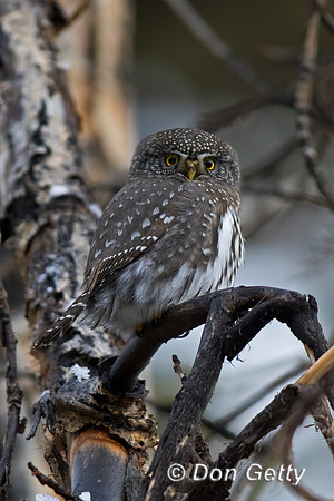 Northern Pygmy Owl