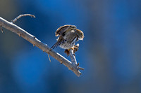 Northern Pygmy Owl