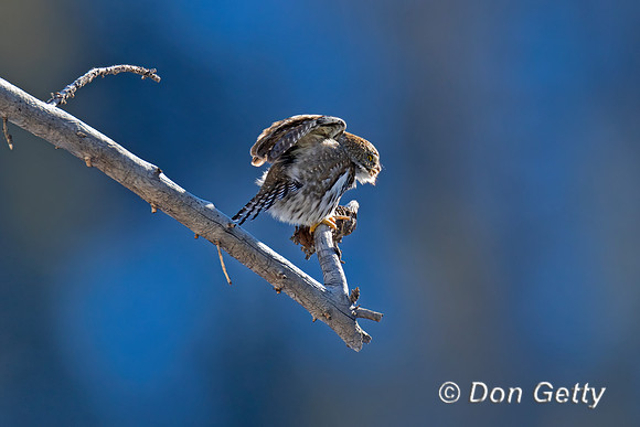 Northern Pygmy Owl