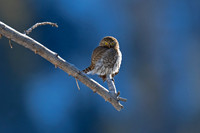 Northern Pygmy Owl