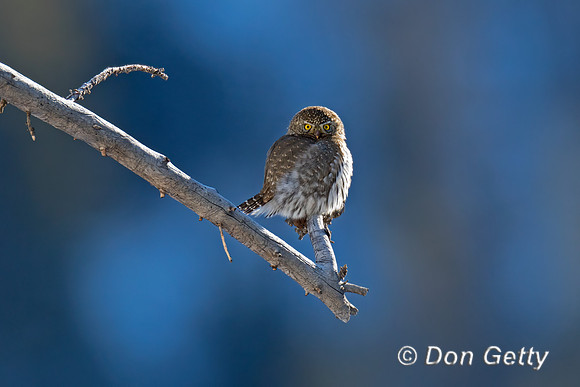 Northern Pygmy Owl