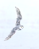 Snowy Owl