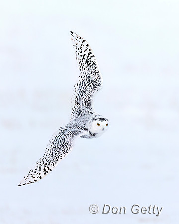 Snowy Owl